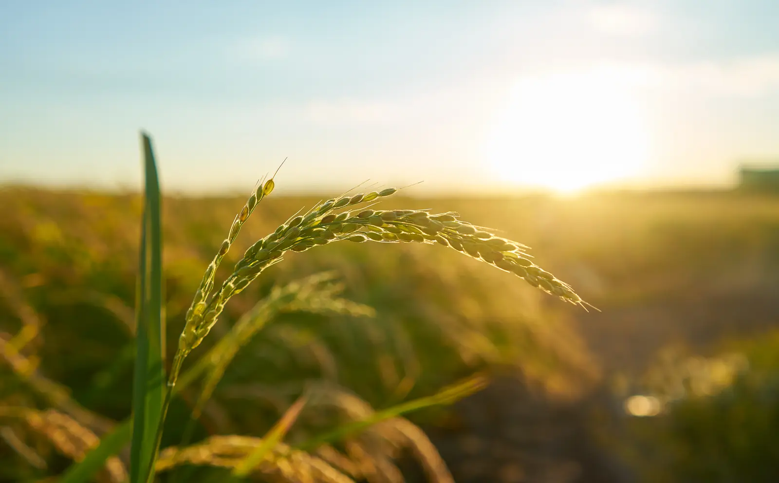 Espiga de arroz em close, com plantação ao fundo e sol ao entardecer